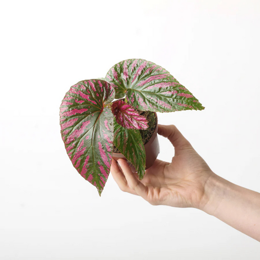 Begonia brevirimosa