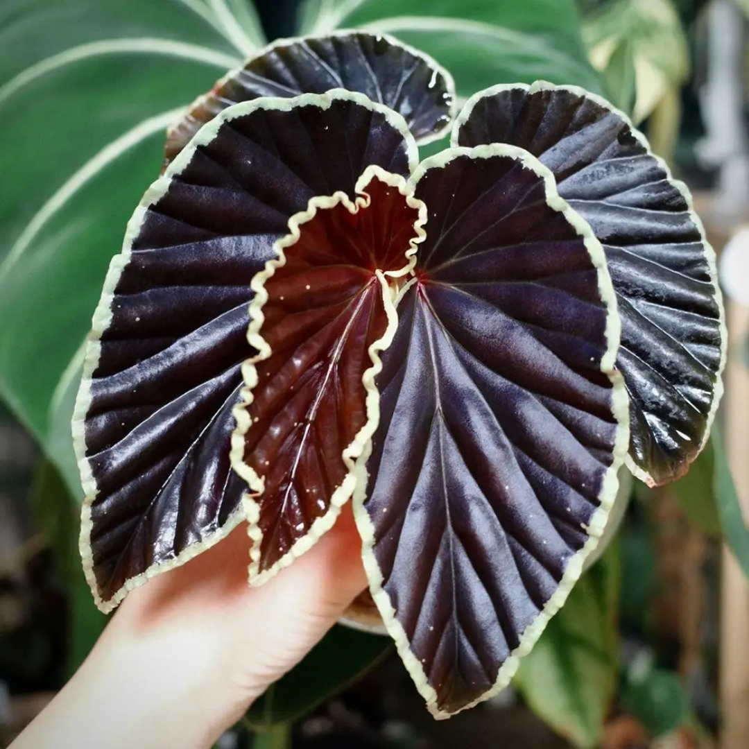 Begonia darthvaderiana