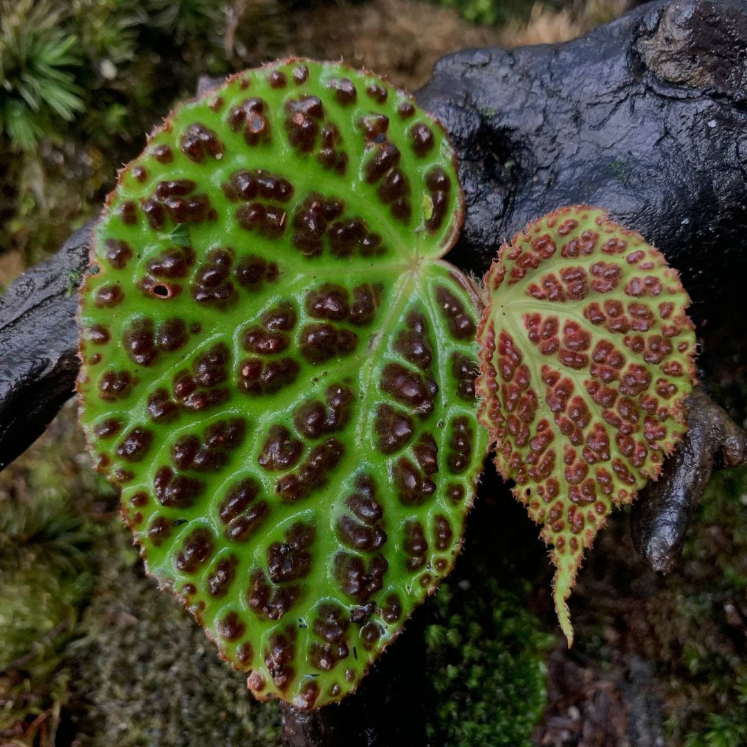 Begonia dracopelta
