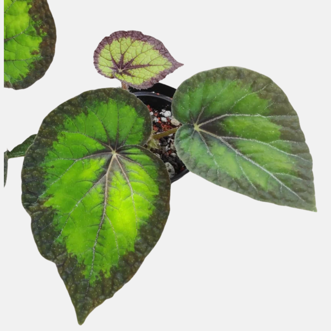 Begonia Green Goddess
