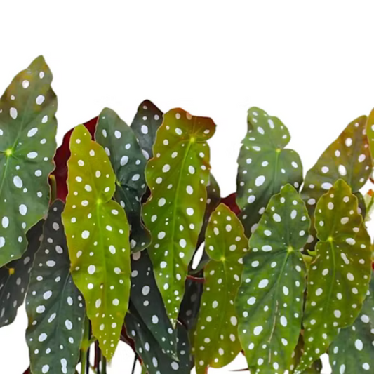 Begonia maculata