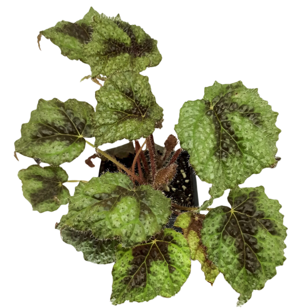 Begonia masoniana