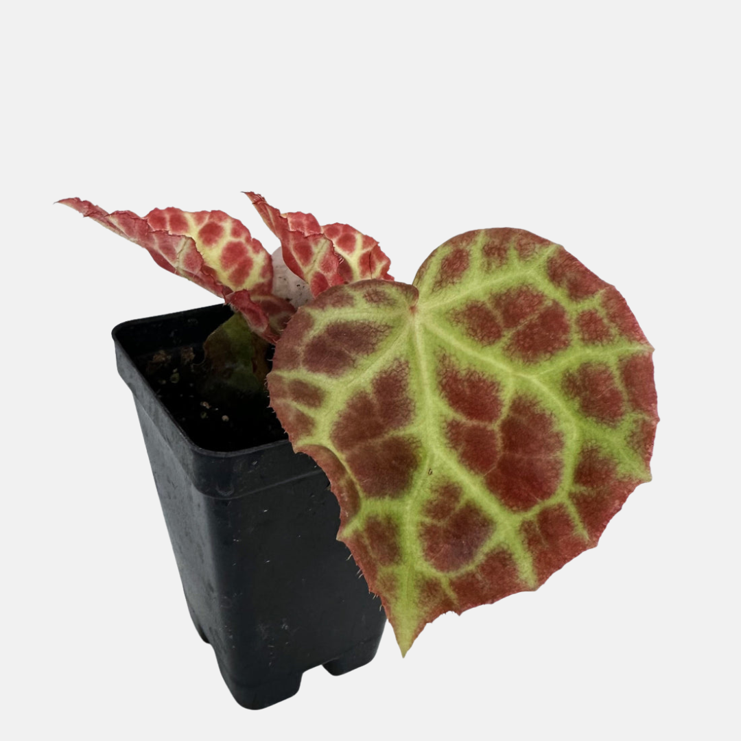 Begonia polilloensis x rajah