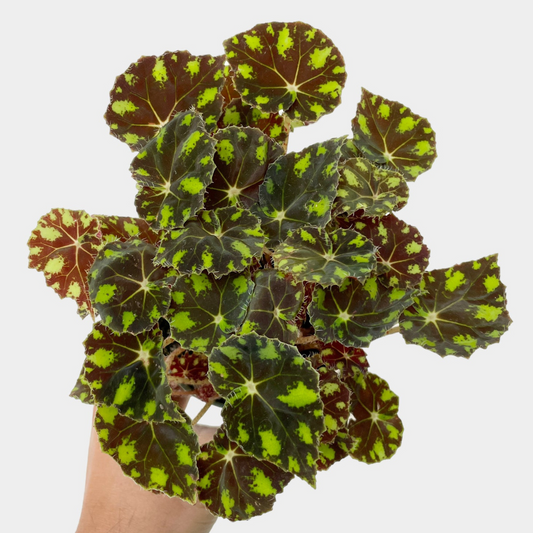 Begonia bowerae ‘Tiger Paws’