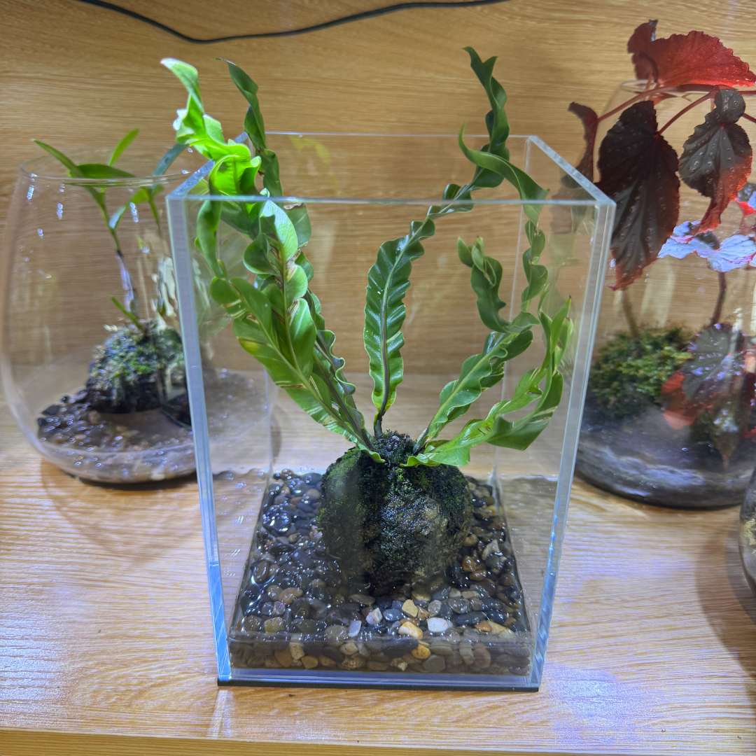 Betta Tank Wabikusa With Variegated Fern