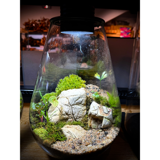 Bioloark SD200 Setup B