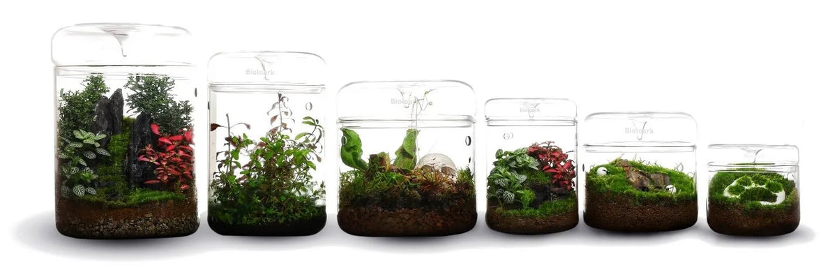 Bioloark Luji Glass Cup