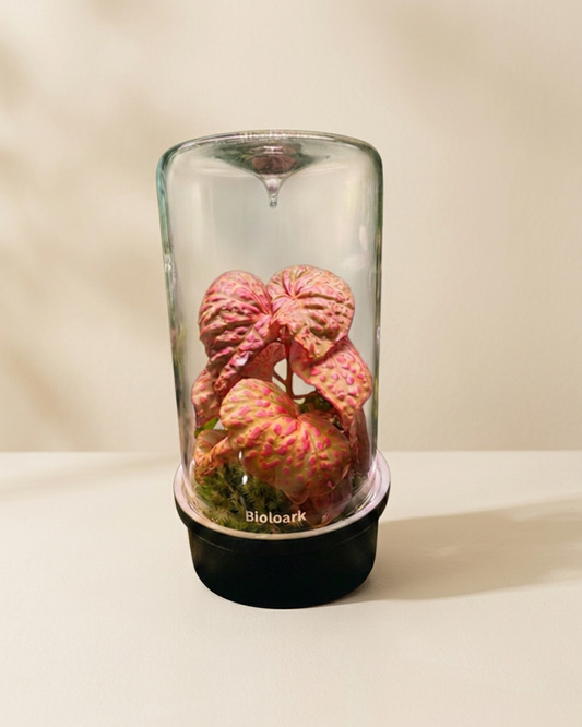 Bioloark MH-100 with Begonia roseopunctata