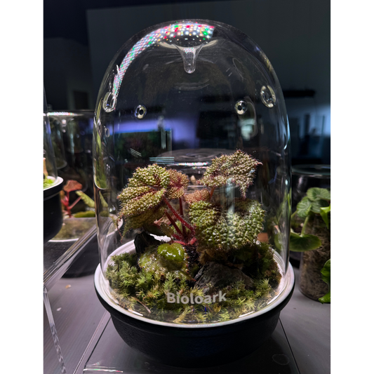 Bioloark MQ-150 Begonia