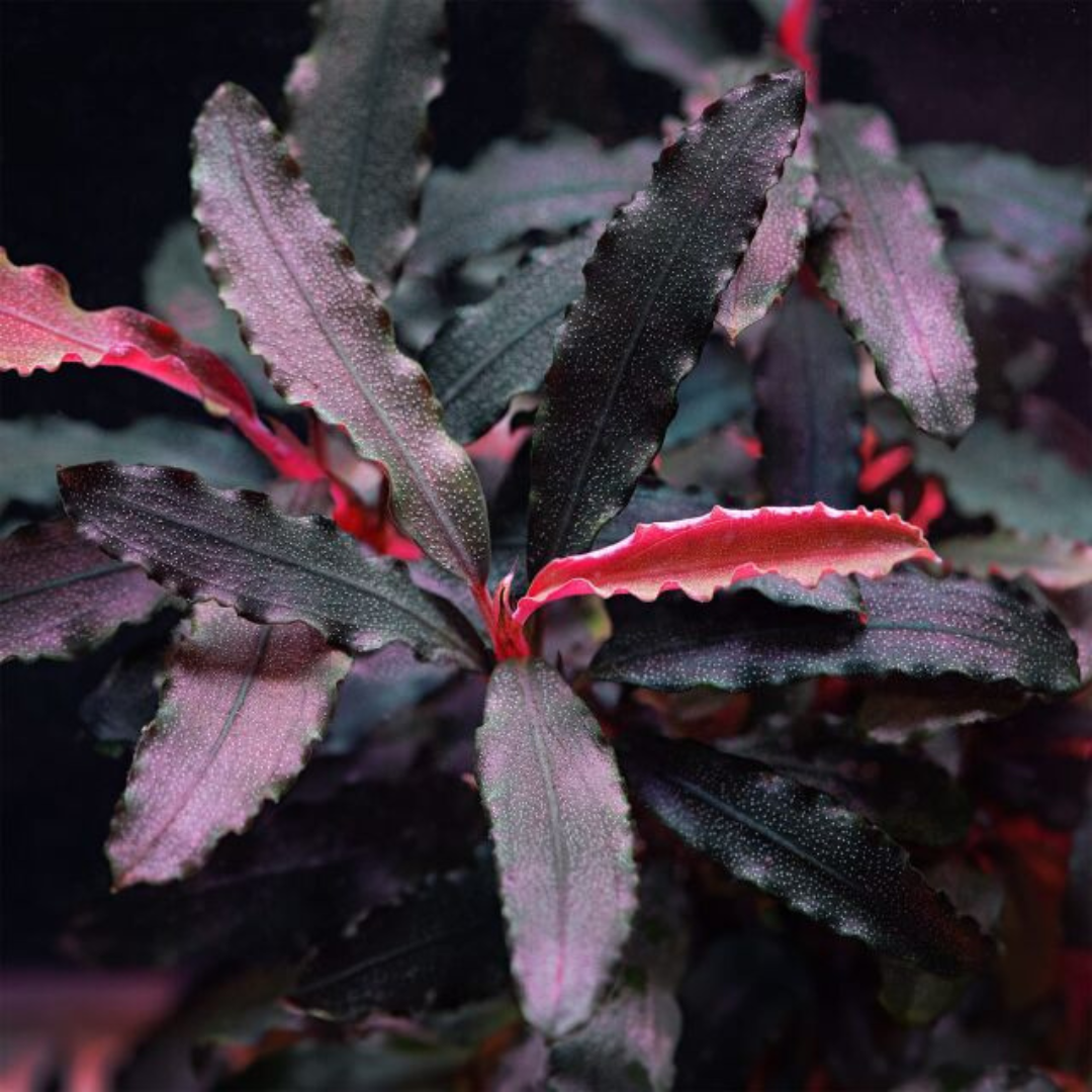 Bucephalandra sp. Biblis