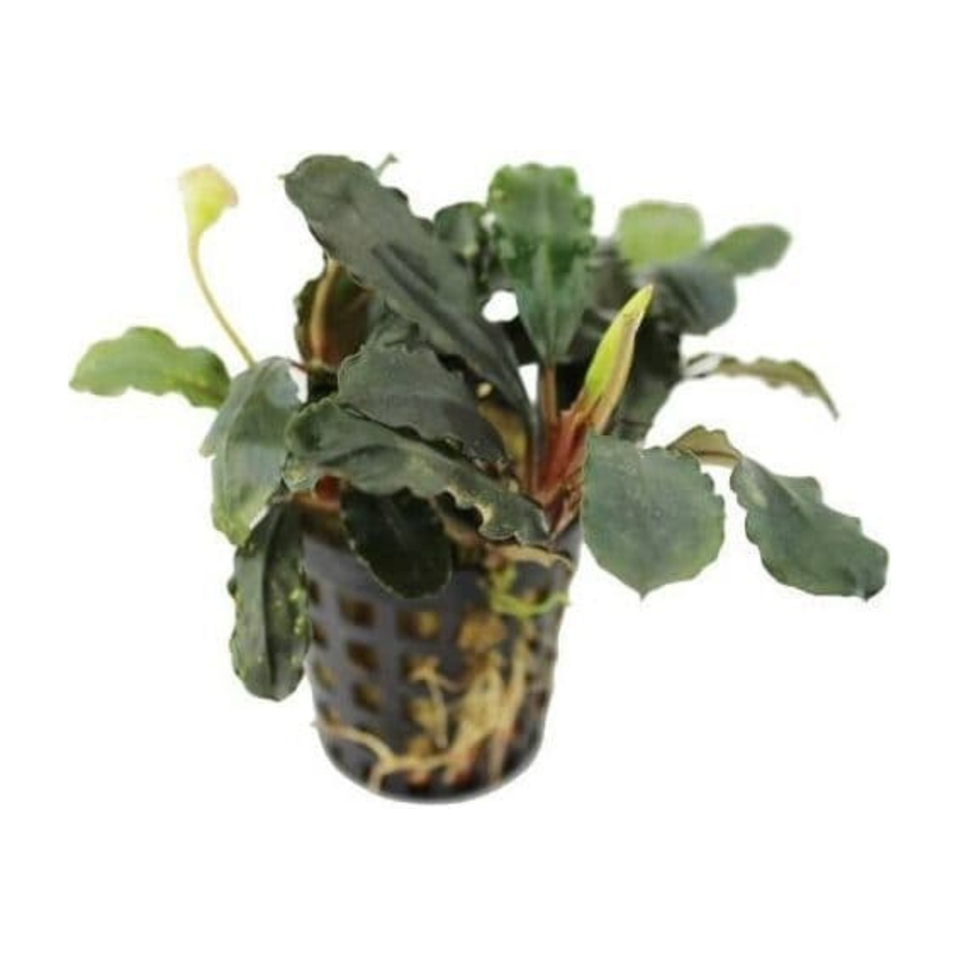 Bucephalandra sp. Theia