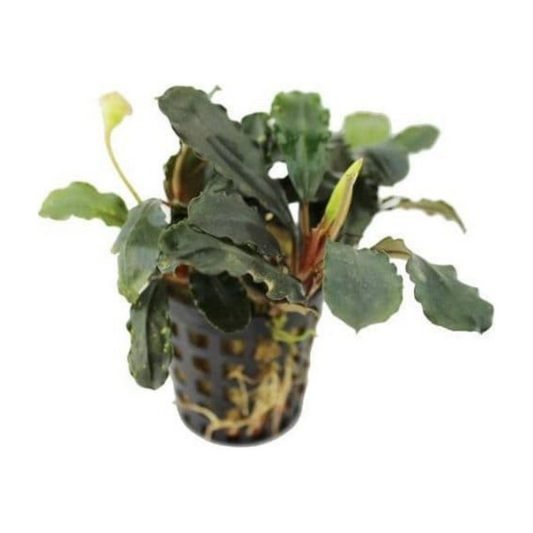 Bucephalandra sp. Theia