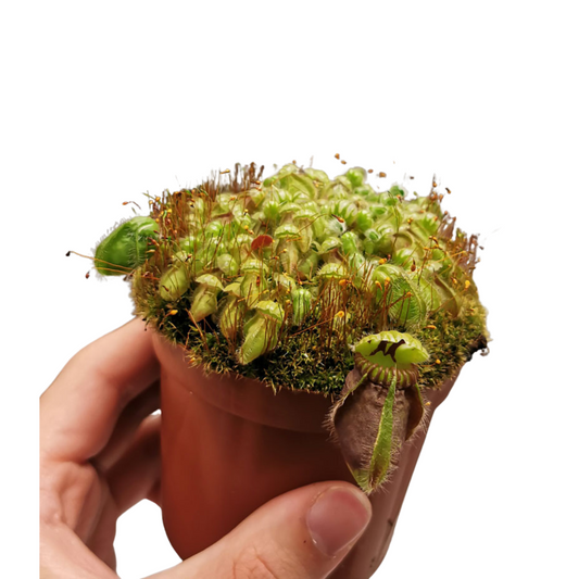Cephalotus