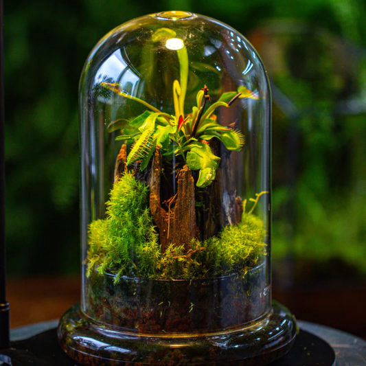 Cloche Glass Dome Planter