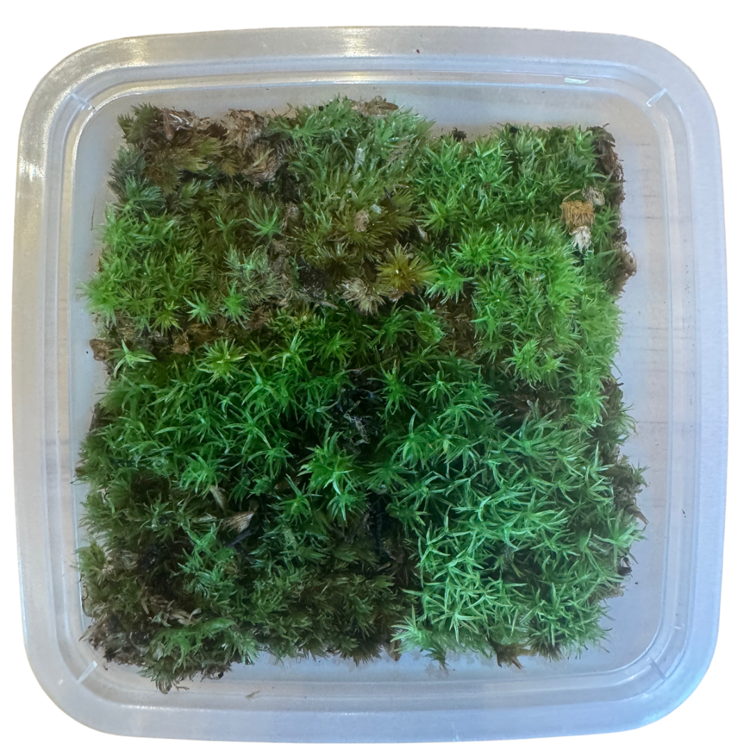 Cushion Moss (Leucobryum glaucum)