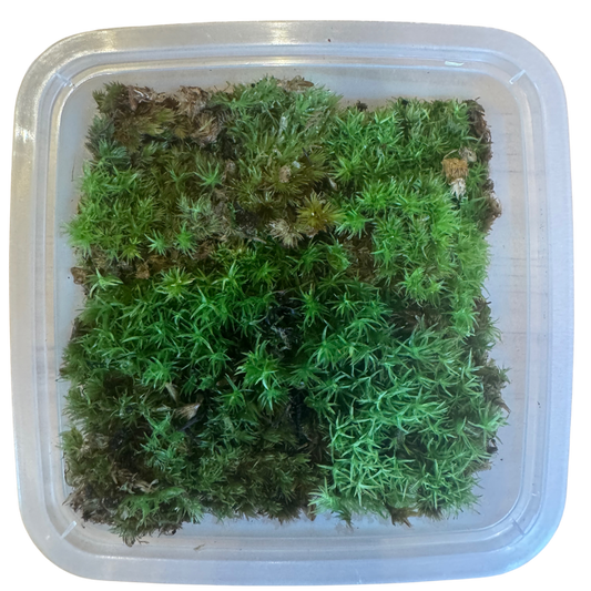 Cushion Moss (Leucobryum glaucum)