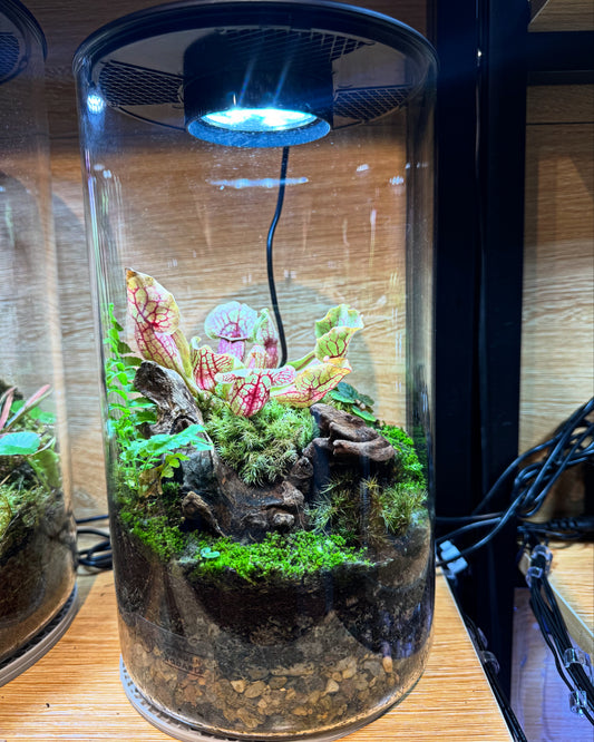 Bioloark Bio Bottle ZD150 with Carnivorous Plant