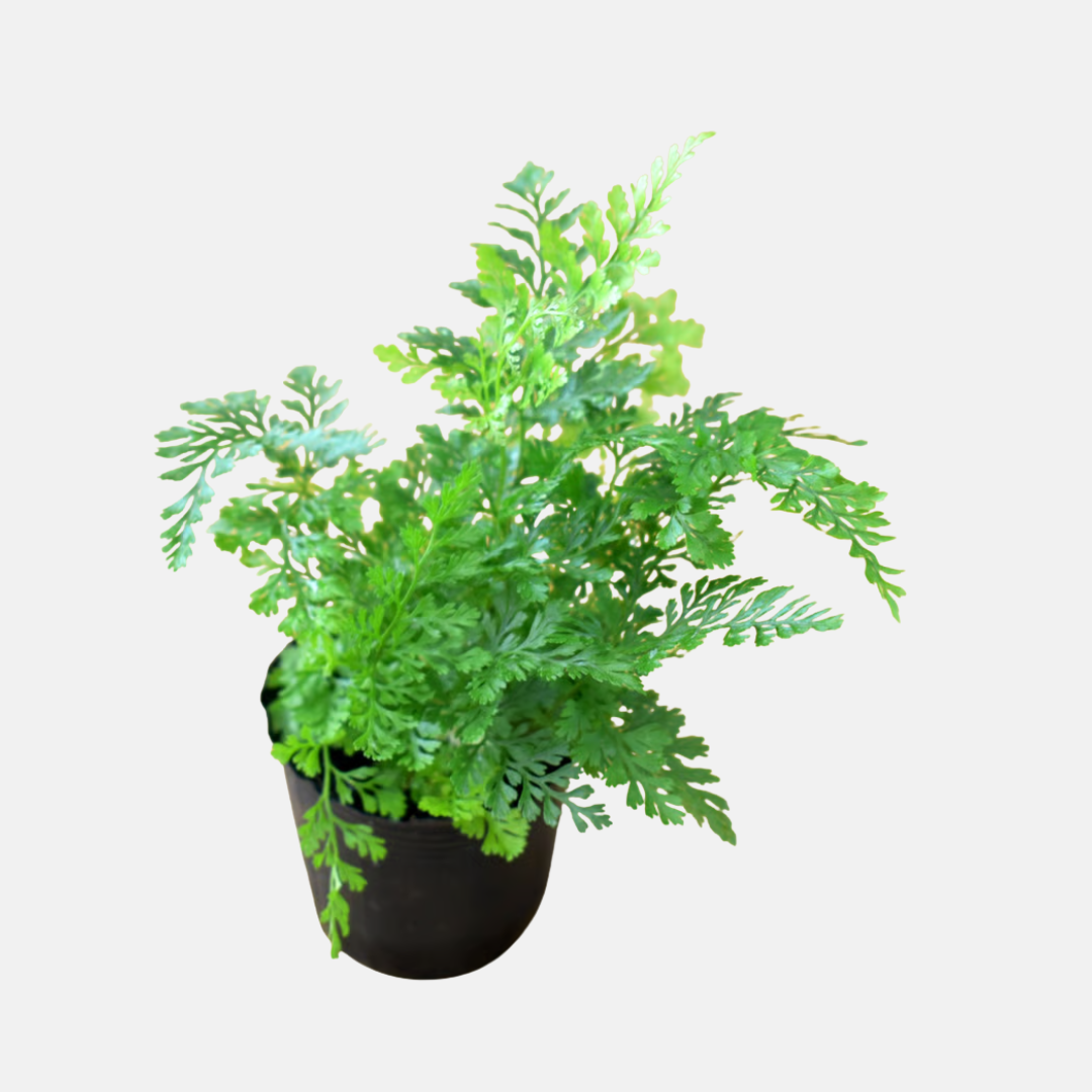 Davallia mariesii