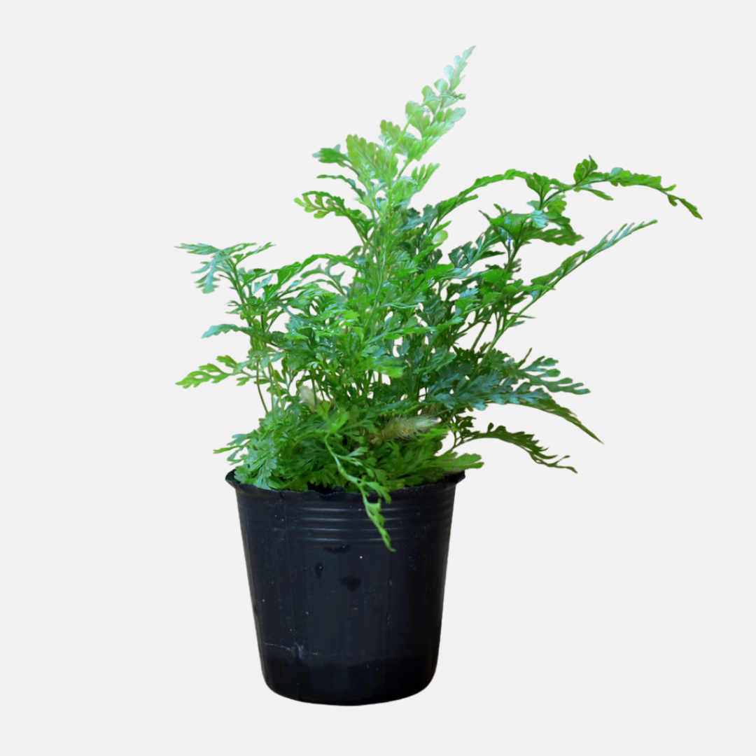 Davallia mariesii