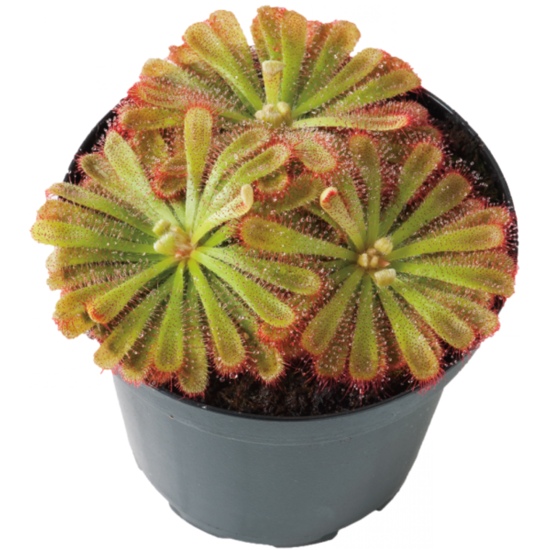 Drosera aliciae