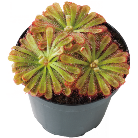 Drosera aliciae