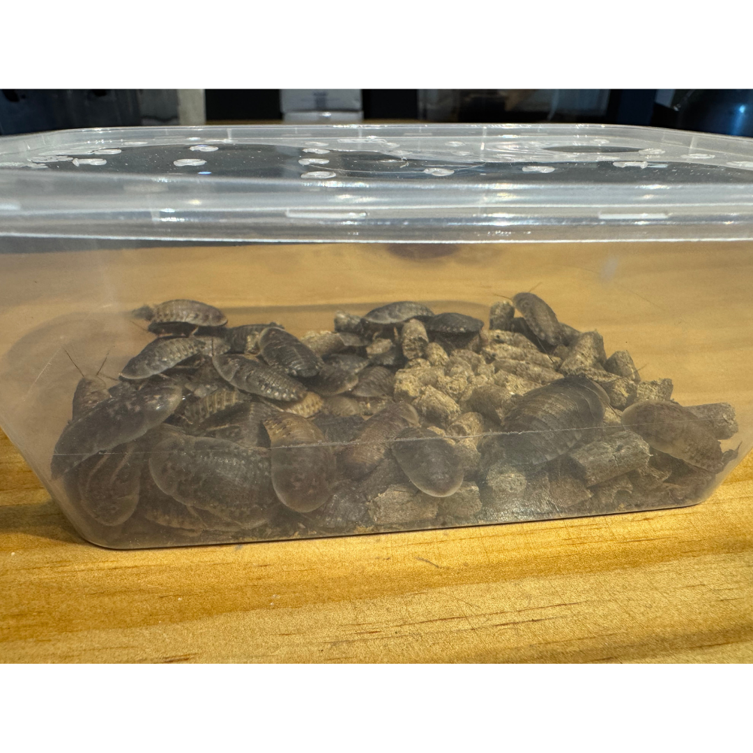 Dubia Roaches