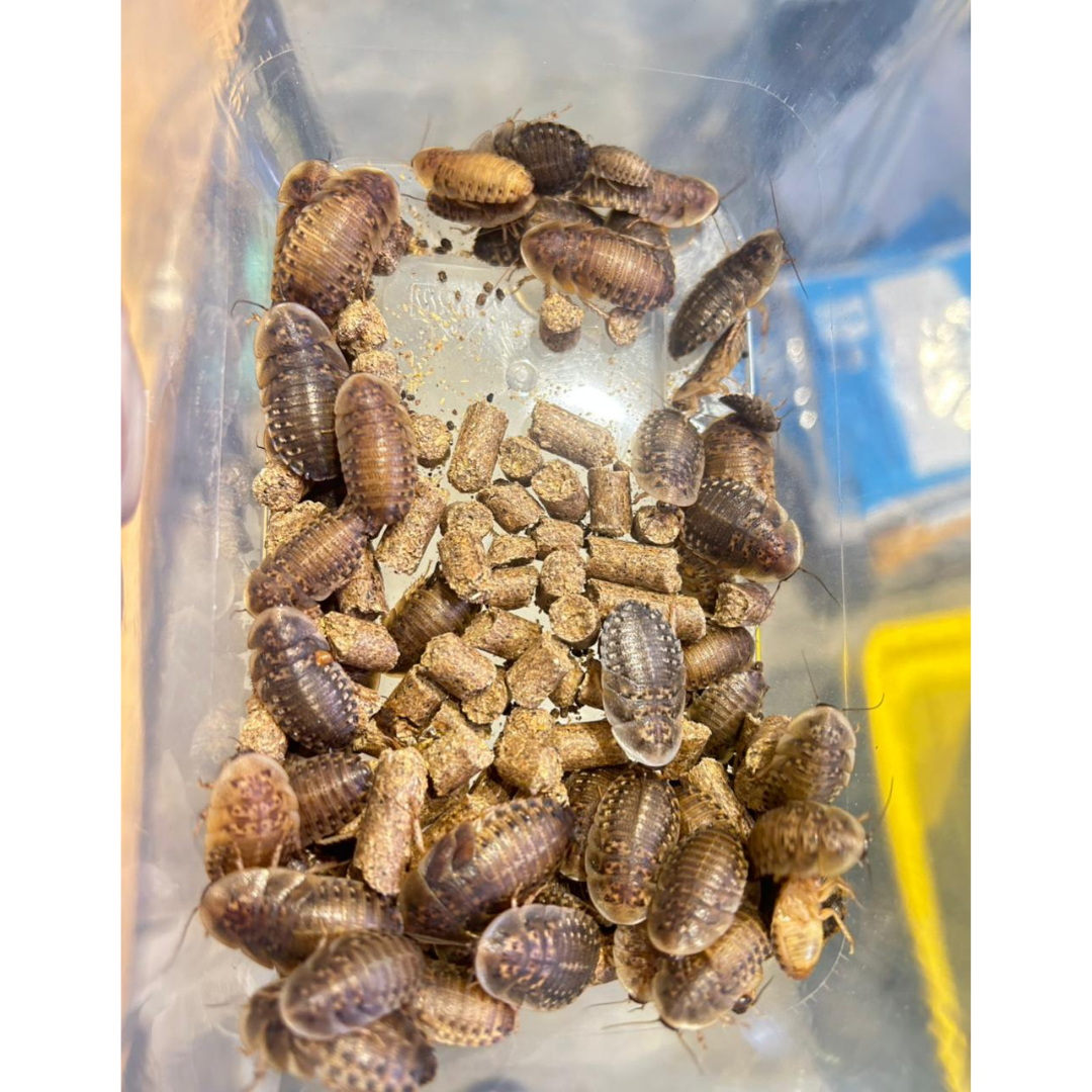 Dubia Roaches
