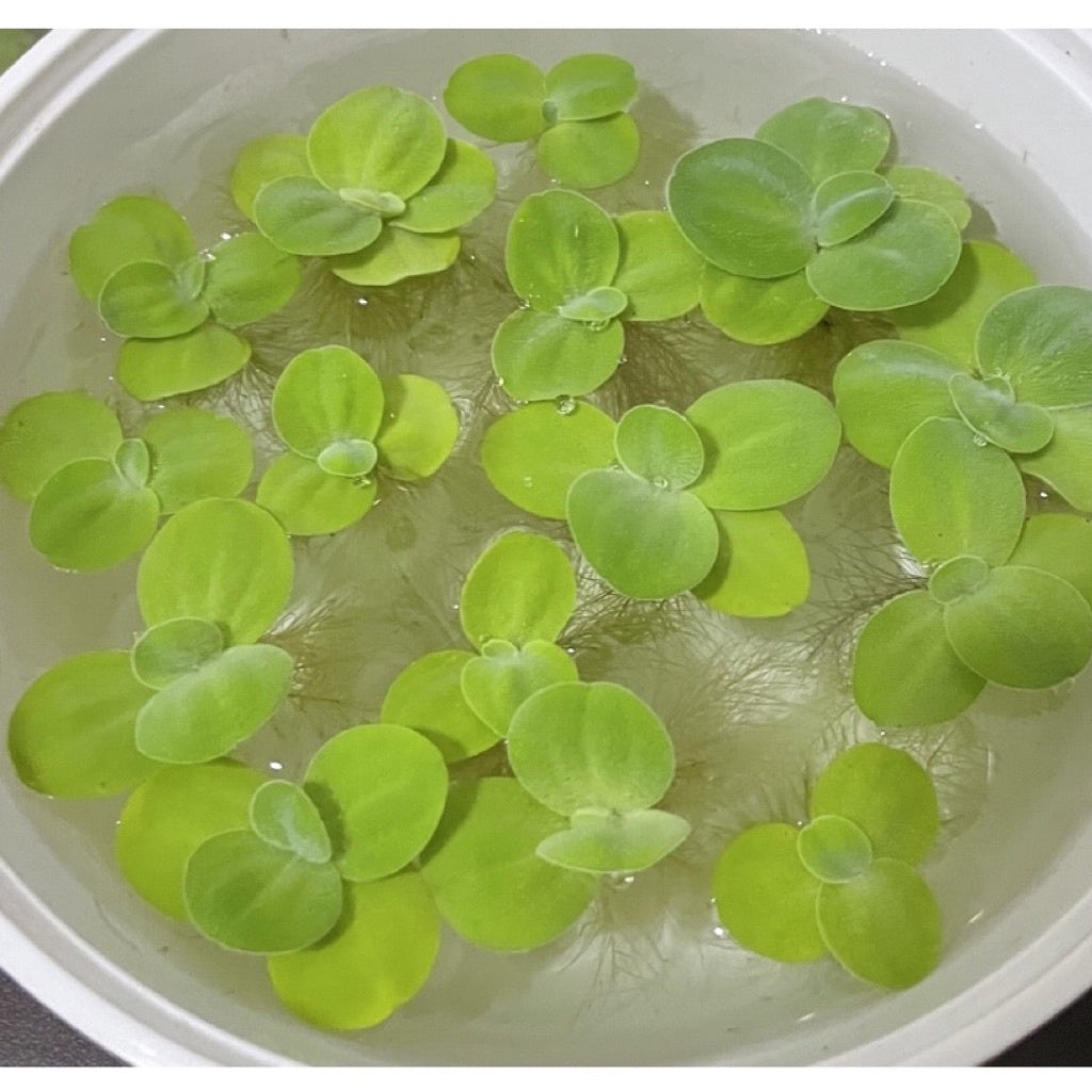 Dwarf Water Lettuce