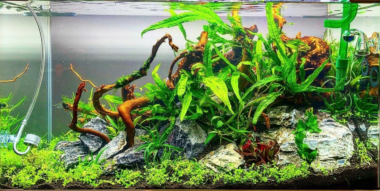 Classic Nature Style Collection for up to 60cm tank