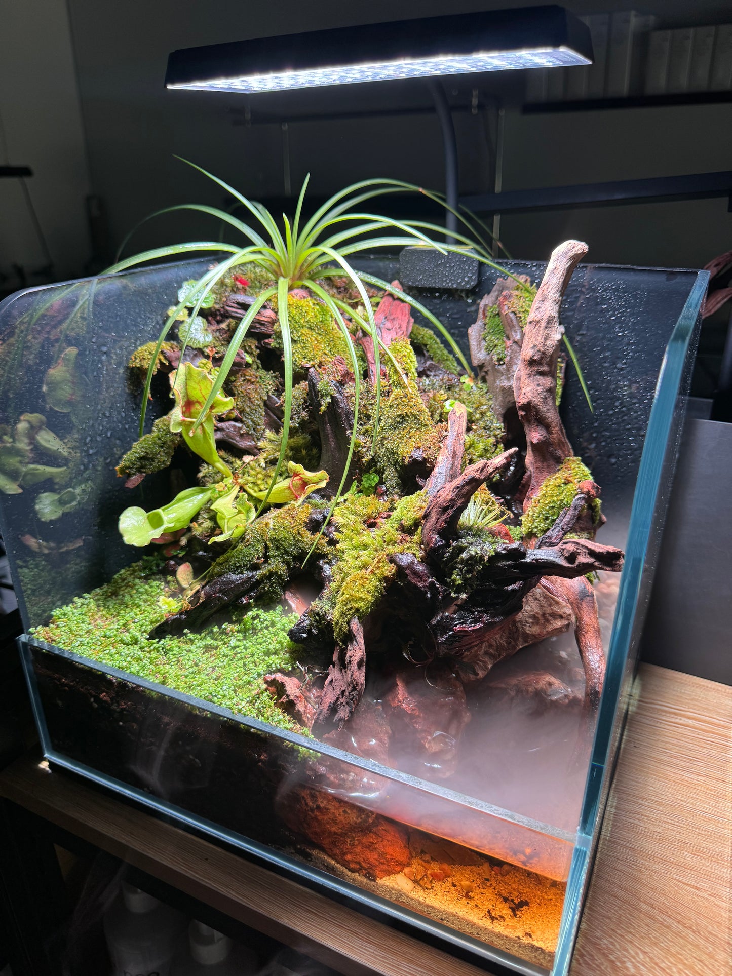 Paludarium Set 01 (Ready to Enjoy)