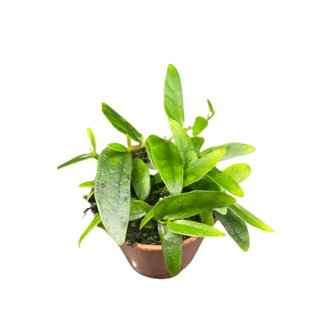 Ficus Panama