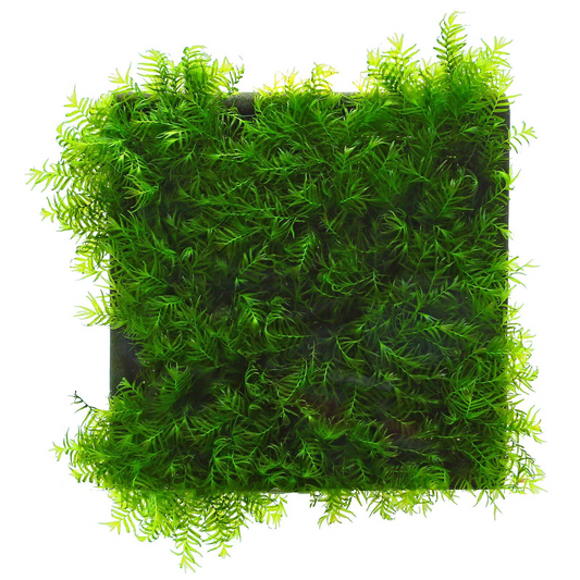 Fissidens fontanus 'Phoenix Moss'