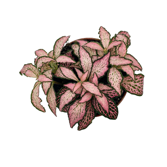 Fittonia Pink Forest Flame