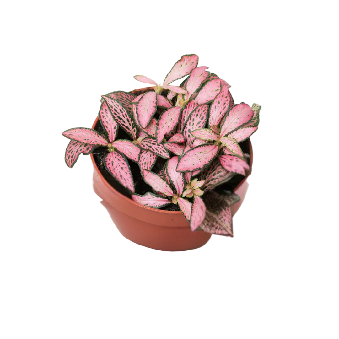 Fittonia Pink Star Mini