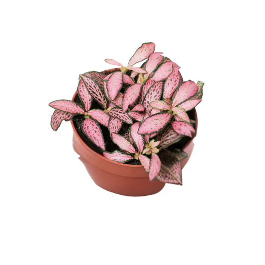 Fittonia Pink Star Mini