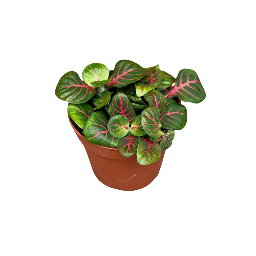 Fittonia albivenis Fortissimo ‘Bubble Red’