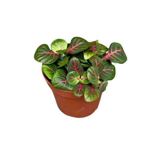 Fittonia albivenis Fortissimo ‘Bubble Red’