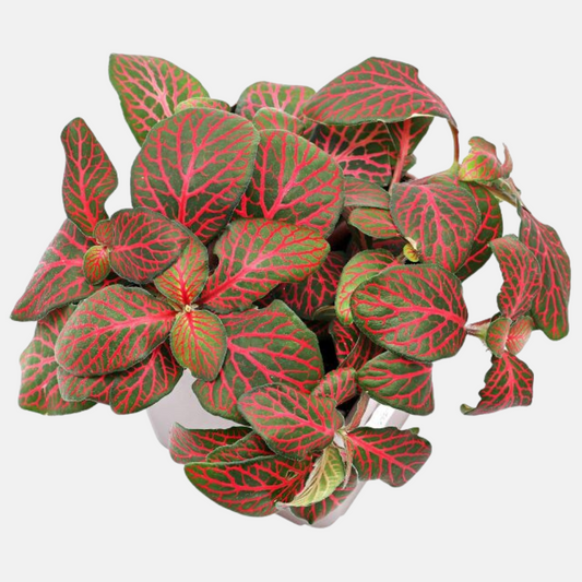Fittonia albivenis 'Red'