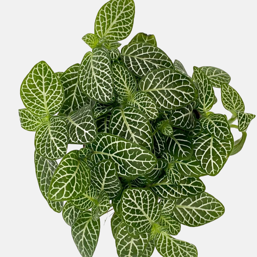 Fittonia albivenis