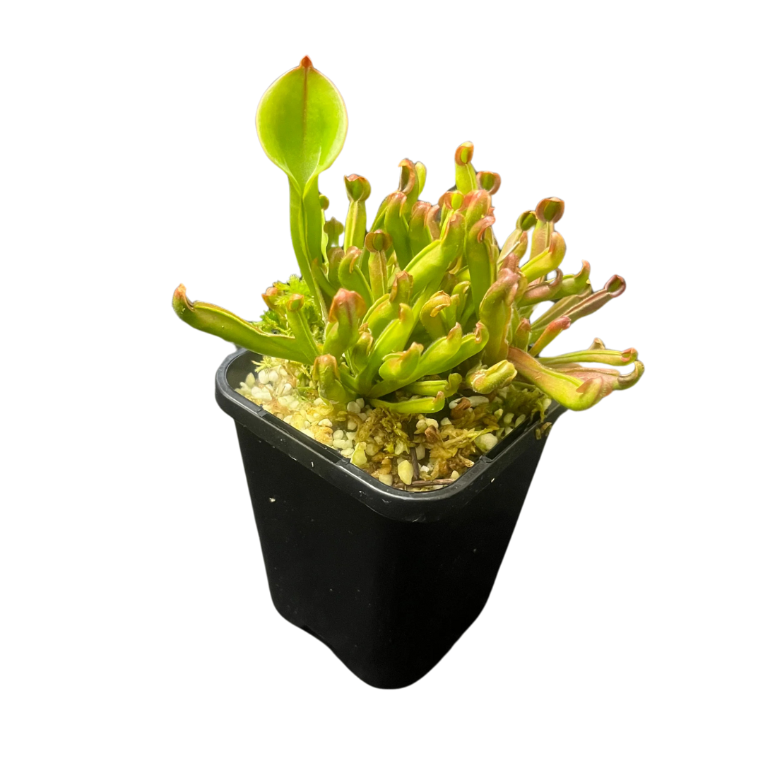 Heliamphora