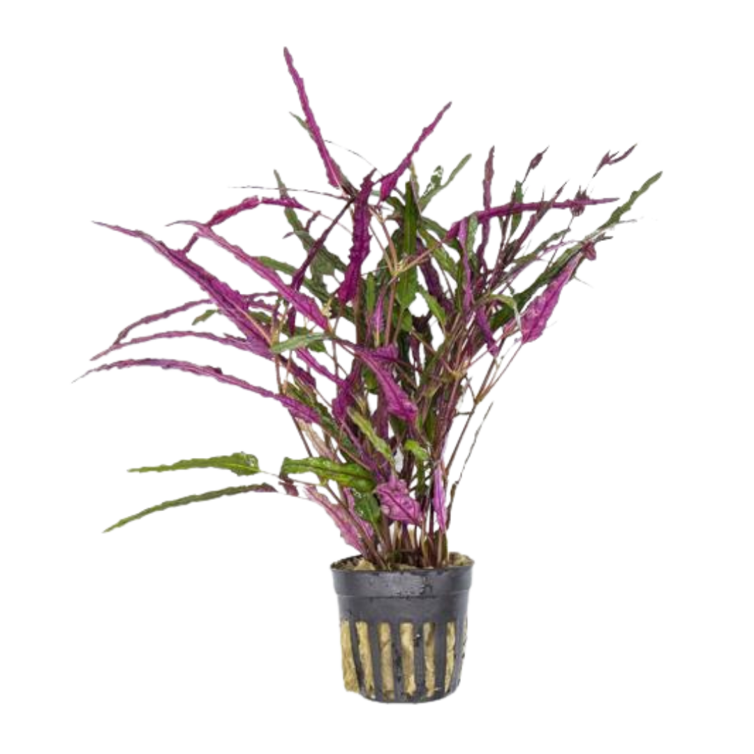 Hemigraphis repanda