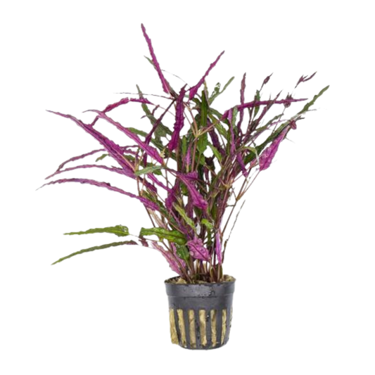 Hemigraphis repanda