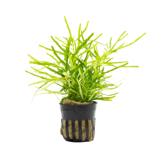 Hemigraphis repanda 'Green'