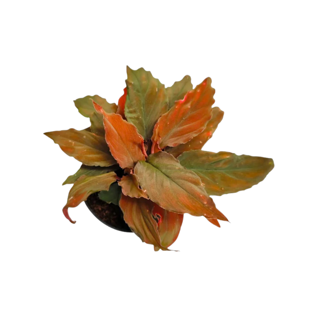 Homalomena Red Velvet