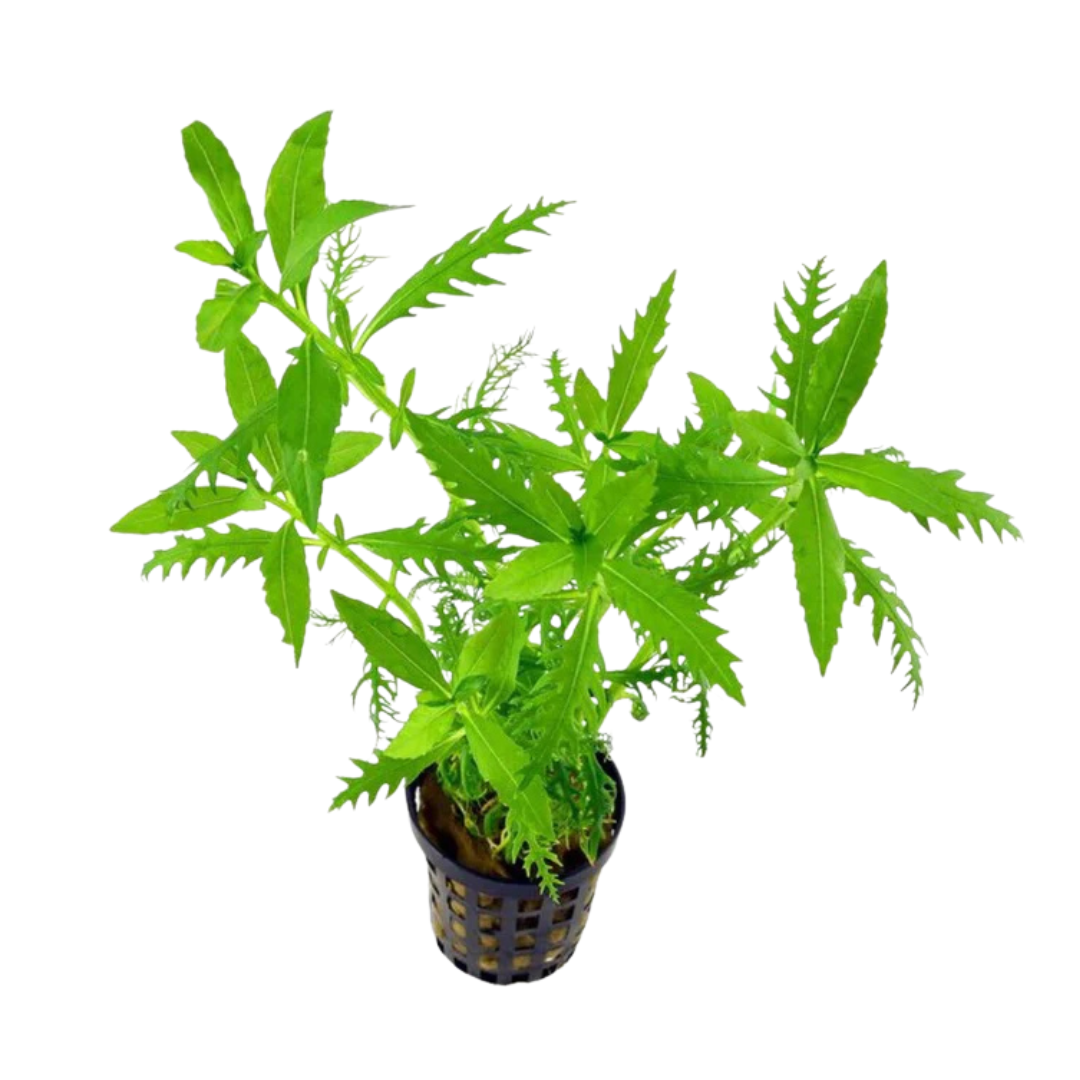 Hygrophila Balsamica