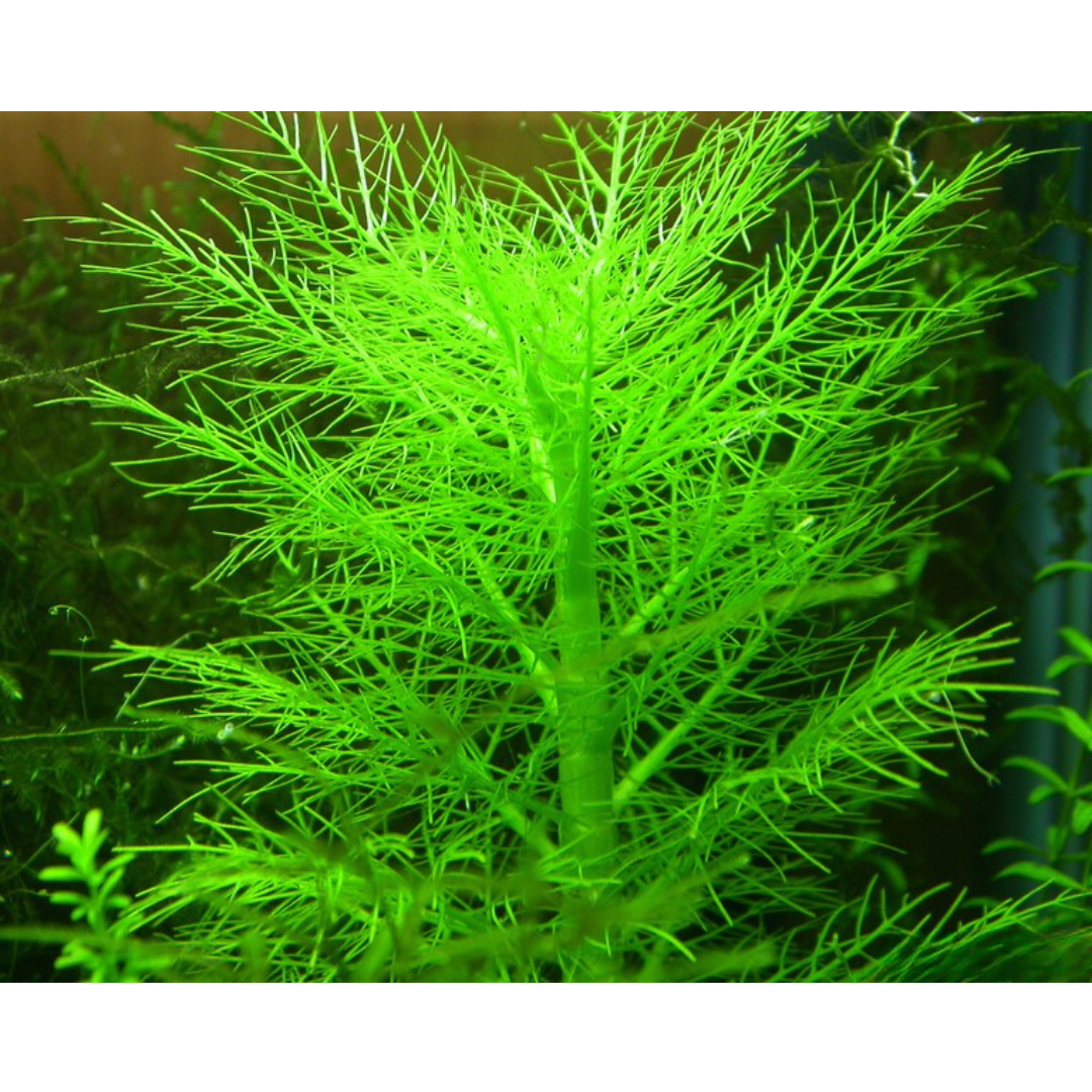 Hygrophila Balsamica