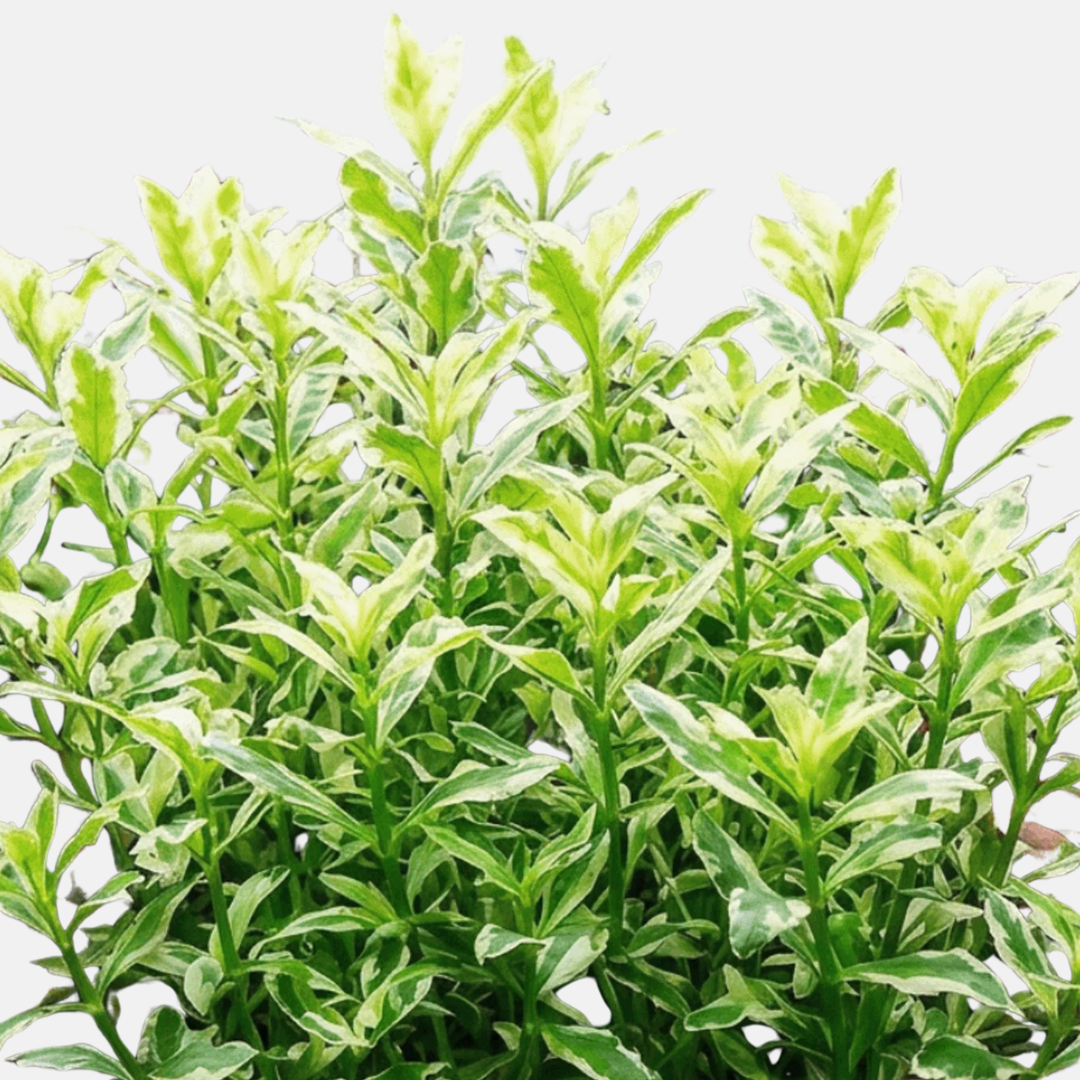 Hygrophila polysperma 'White'