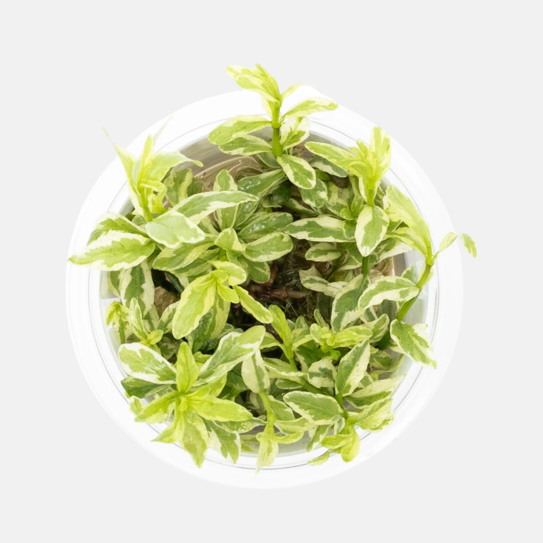 Hygrophila polysperma 'White'