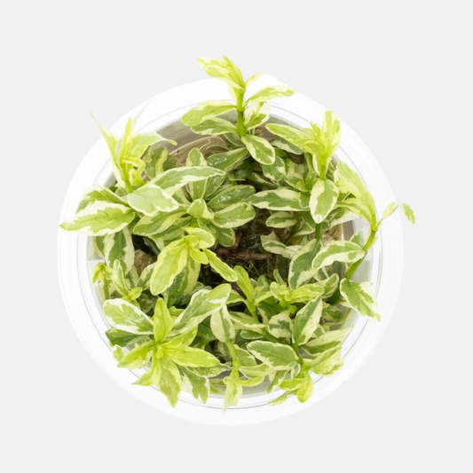 Hygrophila polysperma 'White'