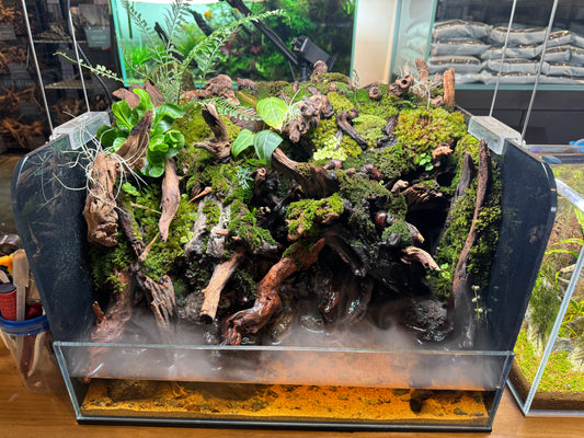 Paludarium Set 03 (Ready to Enjoy)